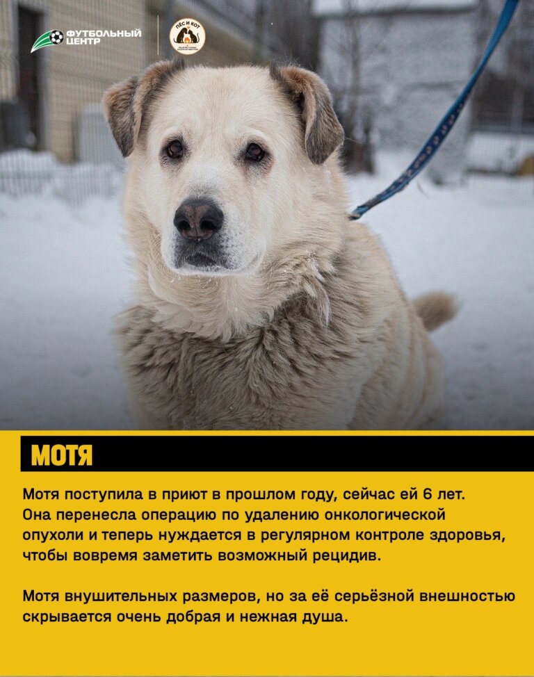 Помогите им найти новый дом